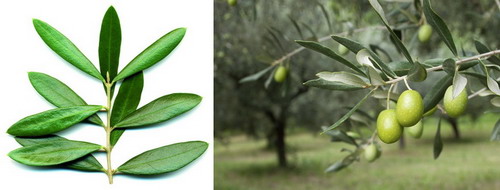 Olive leaves