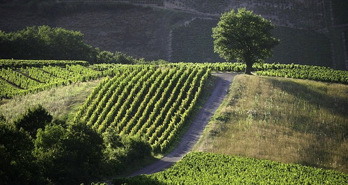 beaujolais