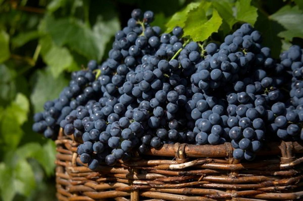 Primitivo Grape for Italy Wine