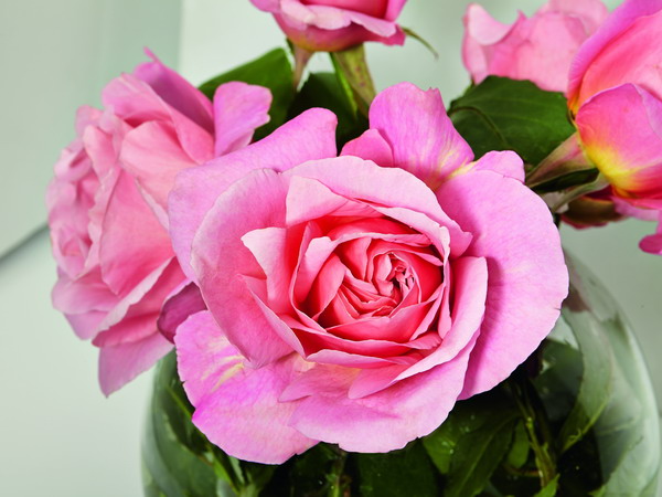 Rose Sisley Izia 1