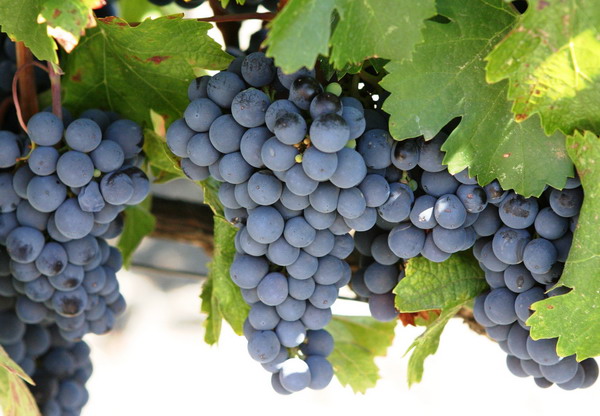 Cabernet Sauvignon Grapes