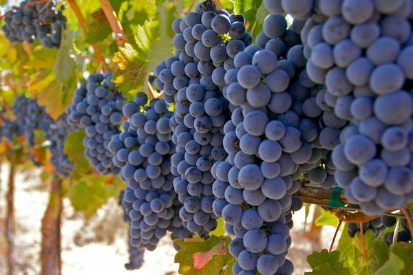 Merlot Grapes