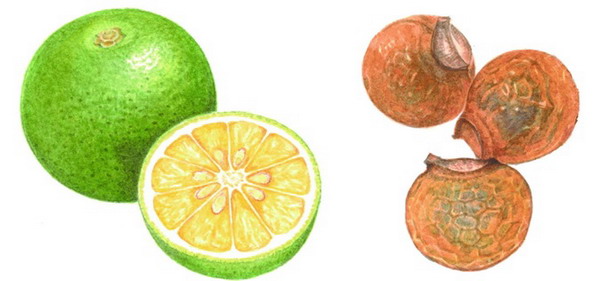 Citrus extract soap nut